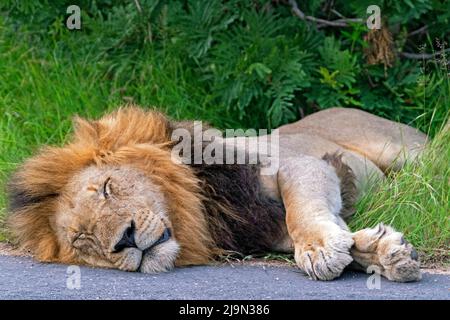 Male African lion (Panthera leo) resting on tarred road which retains heat on cold nights in the Kruger National Park, Mpumalanga, South Africa Stock Photo