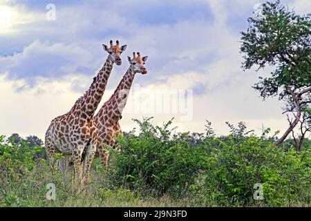 Two South African giraffes / Cape giraffe (Giraffa camelopardalis giraffa) in the Kruger National Park, Mpumalanga, South Africa Stock Photo