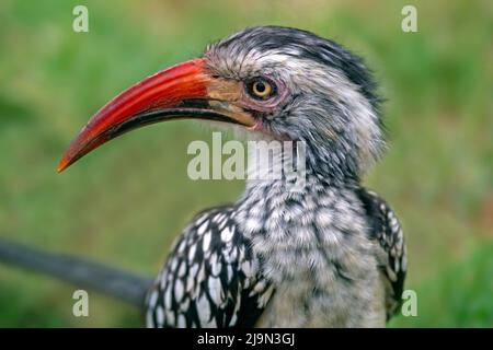 Northern red-billed hornbill (Tockus erythrorhynchus) in the Kruger National Park, Mpumalanga, South Africa Stock Photo