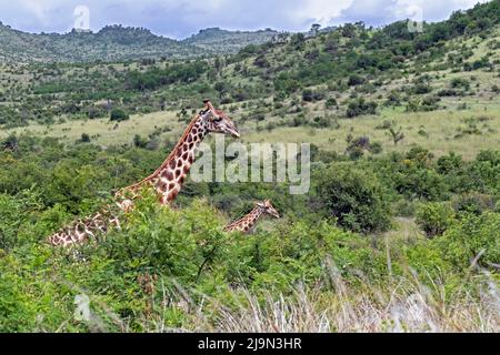 South African giraffe / Cape giraffe walking with calf on the savanna in the Pilanesberg National Park, North West Province, South Africa Stock Photo