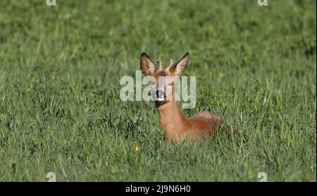Roebuck lying on grass field Stock Photo