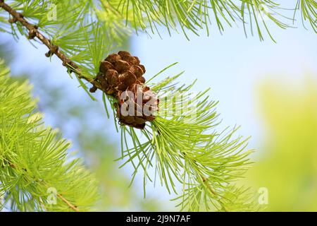 Larch tree in spring, bright green fluffy branches with cones Stock Photo