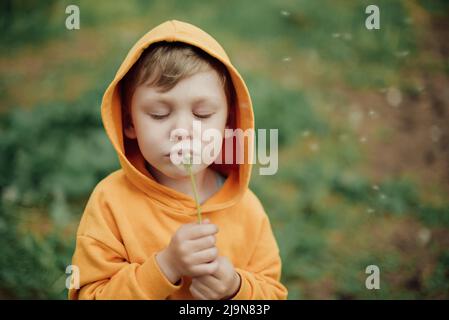 A little boy in a yellow sweatshirt blows on a bouquet dandelions. Stock Photo