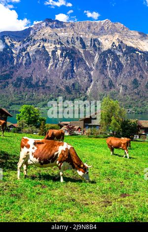 Traditional Swiss countryside. Scenic landscape with cows in green pastures (meadows) surrounded by Alps mountains. Stock Photo