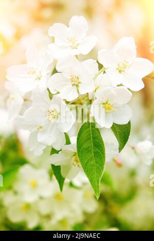 White flowers branch blooming apple tree Stock Photo