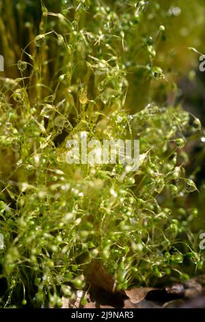 Funaria hygrometrica, the bonfire moss or common cord-moss in close up Stock Photo