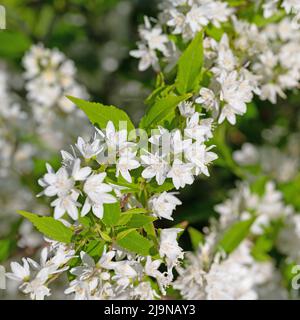 Flowering deutzia, Deutzia gracilis, in spring Stock Photo