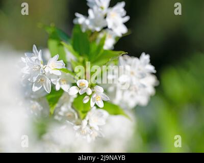 Flowering deutzia, Deutzia gracilis, in spring Stock Photo