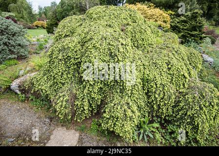 Tsuga canadensis  or 'Cole's Prostrate'Coles prostrate to be found in Threave Gardens in Dumfries and Galloway South-West Scotland Stock Photo