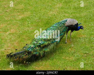 The Indian peafowl, Pavo cristatus,  common peafowl or blue peafowl, is  native to the Indian subcontinent. It's introduced to many countries (this on Stock Photo