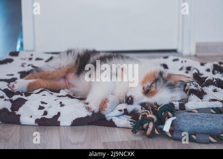 Tired Australian Shepherd puppy rests on her blanket and enjoys dreamland. Brown, black and white puppy sleeps and sighs. Stock Photo