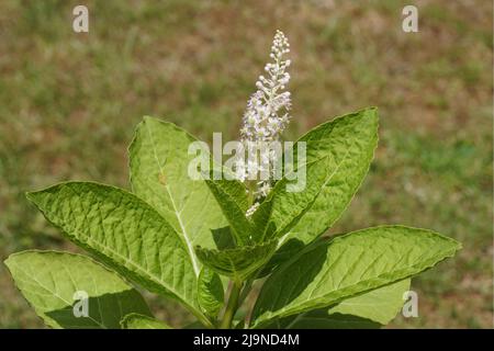 Close up flowering Indian pokeweed (Phytolacca acinosa), family Phytolaccaceae. Spring, May, Dutch garden. Stock Photo