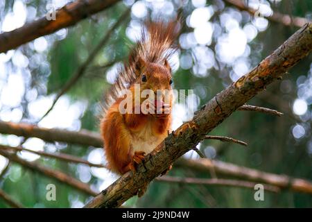 Red squirrel eats a nut Stock Photo