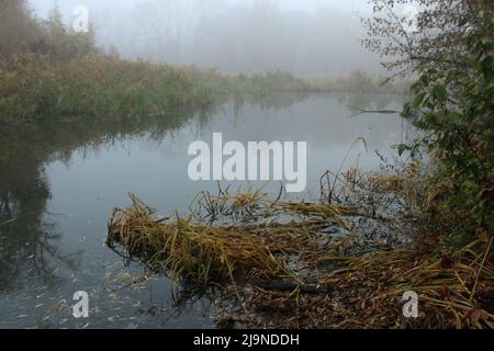 Shore of a forest lake in the fog Stock Photo