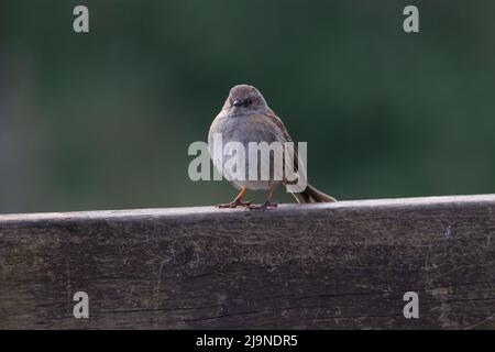 a single Dunnock (Prunella modularis) standing on a wooden bench with a natural green background