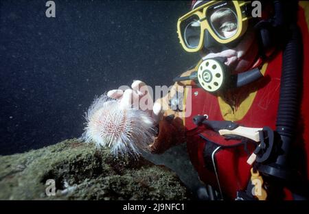Common Sea Urchin - Echinus esculentus, Browsing any surfaces for algae or invertebrates, Movin on tubular legs with suckers on the end,  St Abbs 1988 Stock Photo