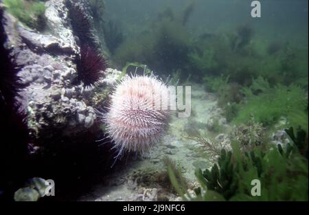 Common Sea Urchin - Echinus esculentus, Browsing any surfaces for algae or invertebrates, Movin on tubular legs with suckers on the end,  St Abbs 1988 Stock Photo
