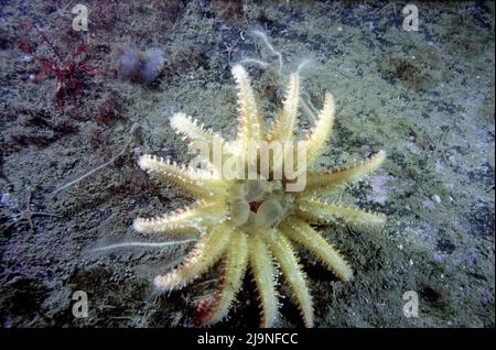 Common Sunstar or Crossaster, Echinoderms, Red and orange feed by extruding their stomachs,  Brittle stars and red feather star,  St Abbs.UK 1988 Stock Photo
