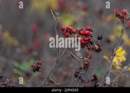 Ripe rose hips on the bush. Plants in autumn, withering, rose hips isolated on a bush without leaves. Signs of autumn. Stock Photo