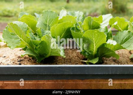 Valmaine romaine lettuce plants growing in a raised bed