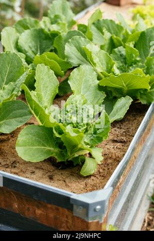 Valmaine romaine lettuce plants growing in a raised bed