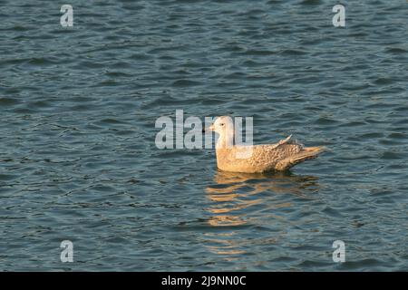 Iceland Gull (Larus glaucoides) juvenile in 2nd winter plumage swimming in water of a harbour Stock Photo