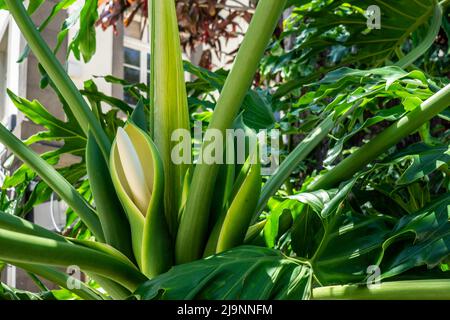 maranta prayer plants Maranta