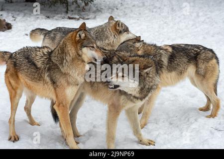 Grey Wolf (Canis lupus) Pack Comes Together Sniffing and Snarling Winter - captive animals Stock Photo