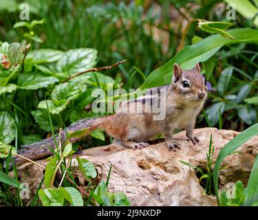 Chipmunk standing on a rock with foliage background and displaying brown fur, body, head, eye, nose, ears, paws, in its environment and habitat. Stock Photo