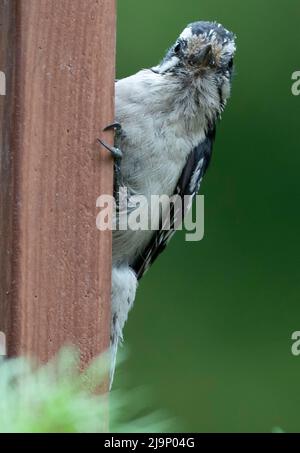 Woodpecker hanging on the deck railing Stock Photo