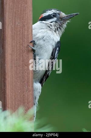 Woodpecker hanging on the deck railing Stock Photo