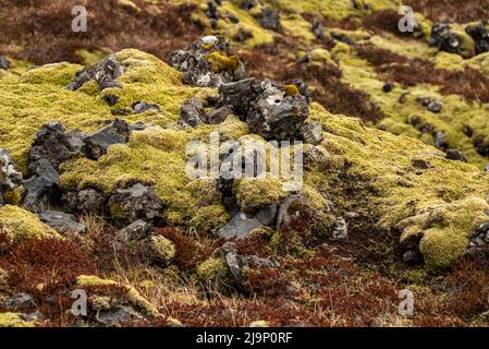 Close-up of volcanic rocks, covered by green Icelandic moss and brown heather, suitable as a background texture, taken near Djúpalónssandur, Iceland Stock Photo