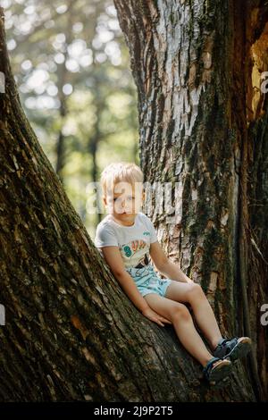 Little boy sitting on tree branch. Outdoors. Sunny day. Active boy playing in the park. Lifestyle concept Stock Photo