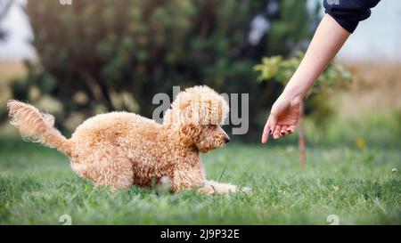 The girl, the hostess of the cute brown poodle, is training her dog in the lawn, she with his arm shows his place and tells him to follow the instruct Stock Photo
