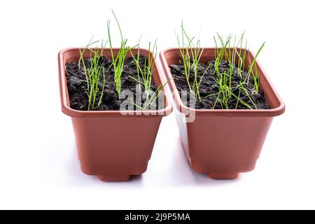 Young  onion plants in pot isolated on white Stock Photo