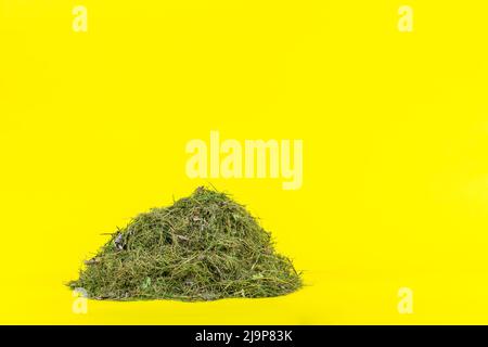 Pile of grass trimmings, cuttings isolated on a bright yellow background with copy space Stock Photo