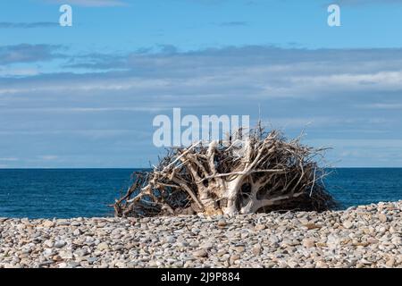 24 May 2022. Kingston, Moray, Scotland. This is a tree trunk that has been well washed clean by the sea and now stranded on the pebbles at the beach. Stock Photo