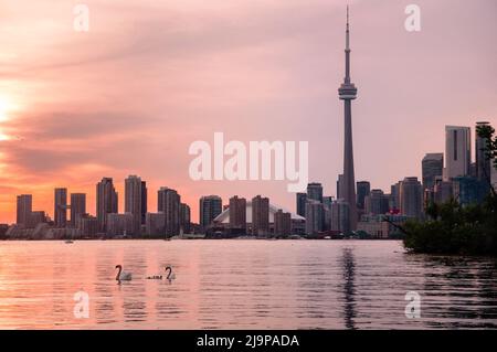 Summer sunset view from Toronto Islands across the Inner Harbour of the Lake Ontario on Downtown Toronto skyline with swans in the foreground Stock Photo