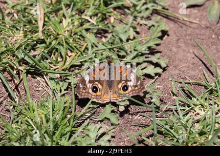 Common buckeye butterfly or Junonia coenia resting on the ground at the Green Valley Park in Payson, Arizona. Stock Photo