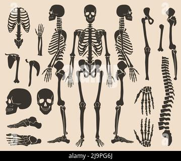 High quality detailed set of bones vector illustration. Human bones skeleton dark black silhouette collection. Stock Vector
