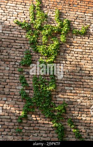 Liana Parthenocissus tricuspidata on brick wall of house. Ivy covered building exterior.  Stock Photo
