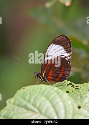 Heliconius cydno, cydno longwing butterfly Stock Photo