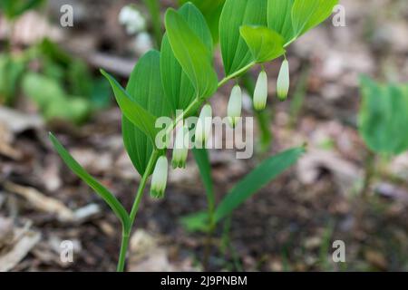Polygonatum,  King Solomon's-seal flowers in forest closeup selective focus Stock Photo