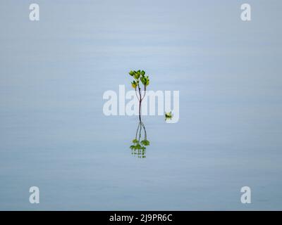 Mangrove on Water Surface Stock Photo