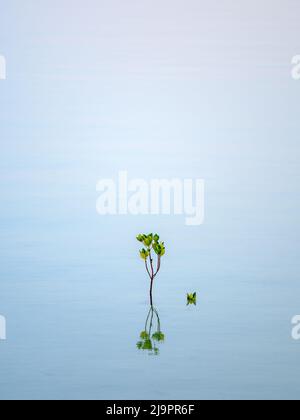 Mangrove on Water Surface Stock Photo