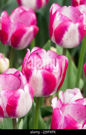 Pink white, Tulips, Flower Bed, Tulipa 'Hotpants', Triumph Tulip, Garden Stock Photo