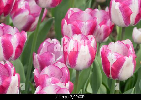 Pink white, Tulips, Flower, Bed, Tulipa 'Hotpants', Triumph Tulip, Garden Stock Photo