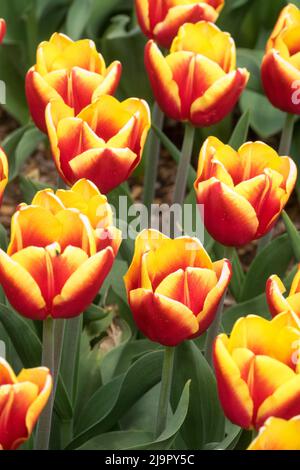 Red and yellow Triumph tulips (Tulipa) Flying Dragon bloom in a garden ...