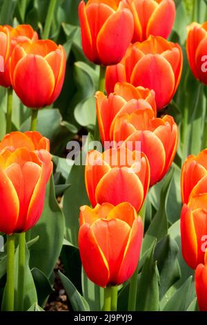 Tulipa, Worlds Favourite, Tulips, Flowers, Garden, Flower, Bed, Tulip, Spring, Blooms Stock Photo