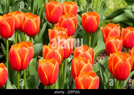 Tulipa, Worlds Favourite, Tulips, Flowers, Garden, Flower, Bed, Tulip, Spring, Blooms Stock Photo